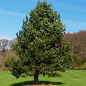 Pinus nigra, Borovica čierna ´AUSTRIACA´ - kont. C55L, výška: 150-175 cm